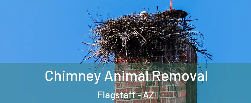 Chimney Animal Removal Flagstaff - AZ