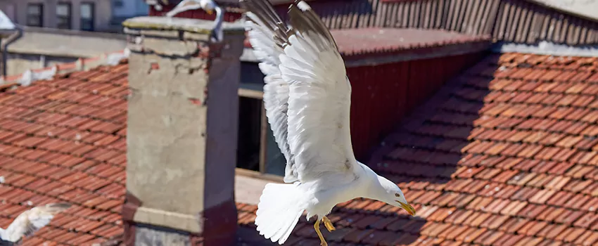 Residential Chimney Animal Removal Solution in Flagstaff, AZ
