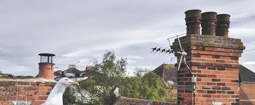 Chimney Cleaning And Restoration in Flagstaff, Arizona